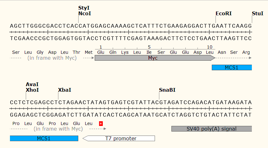 pCS2+MT 多克隆位点1 点击看大图 pCS2+MT 多克隆位点1